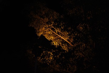 1000023243