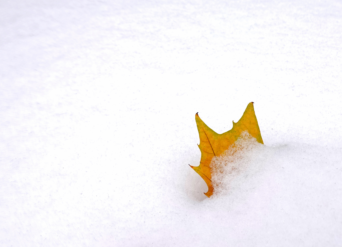 雪地树叶