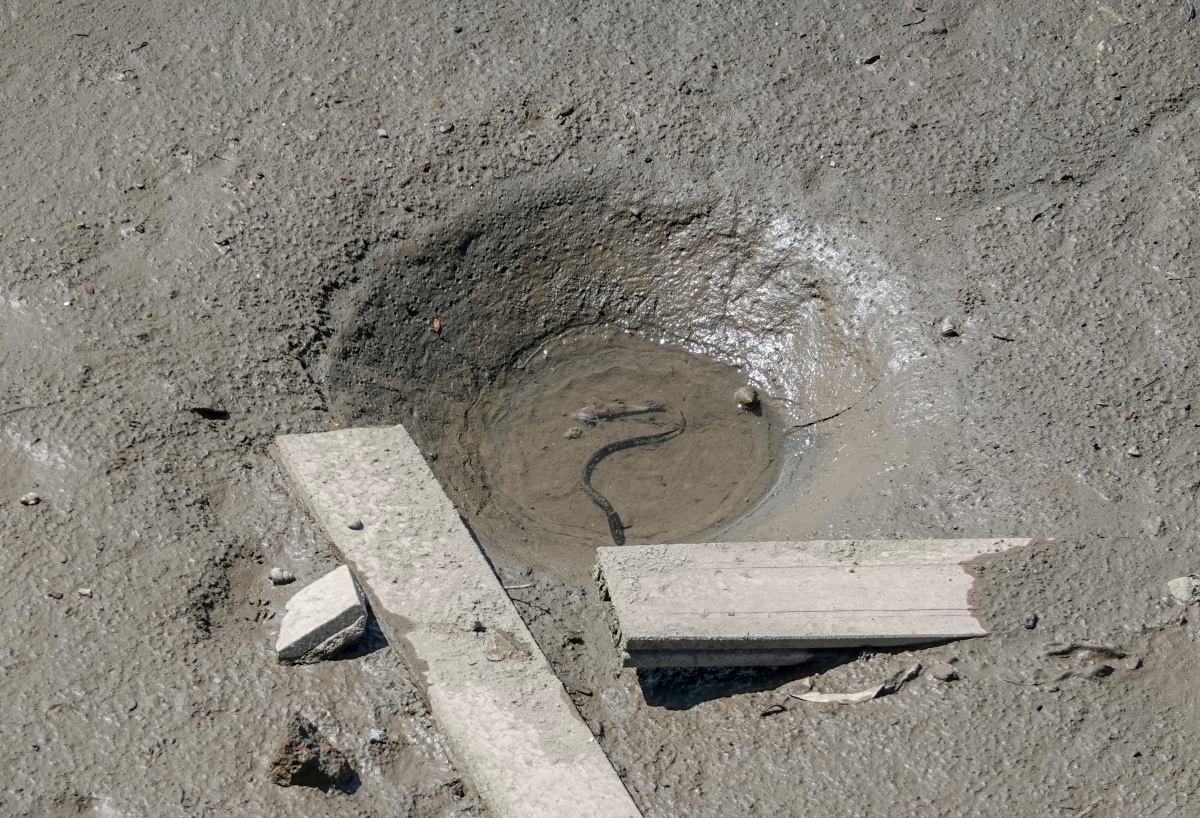 龙困浅滩,就会懂得水的珍贵