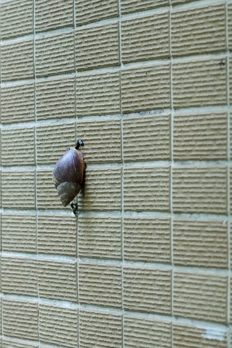 蜗牛爬墙