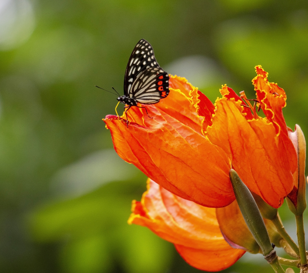 蝴蝶在火烧花上吸粉