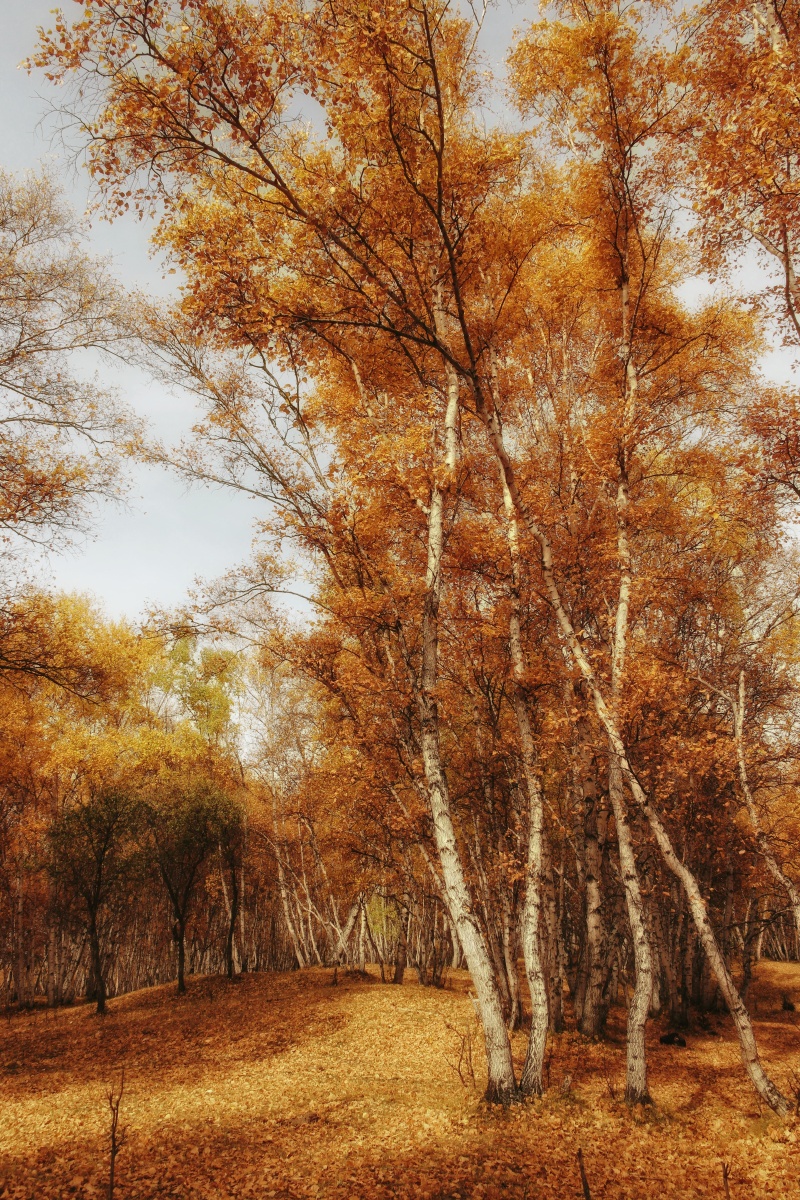 白桦树 - 幸福的小丸子 - 图虫网 - 最好的摄影师都在这