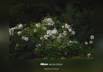 1000028906