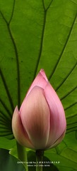 1000150826