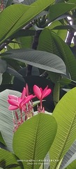 1000093639