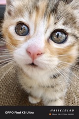 1000007403