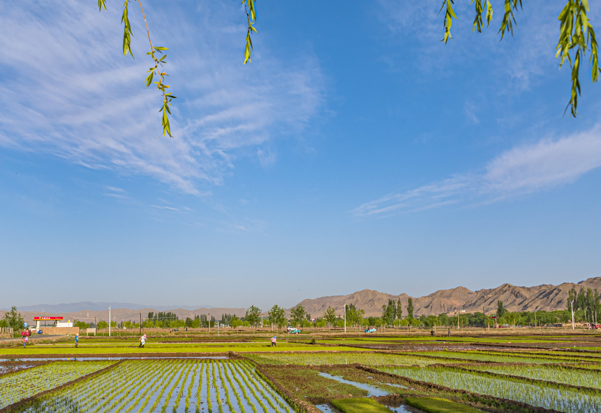 甘肃白银景泰五佛水乡夏日美景美丽田园