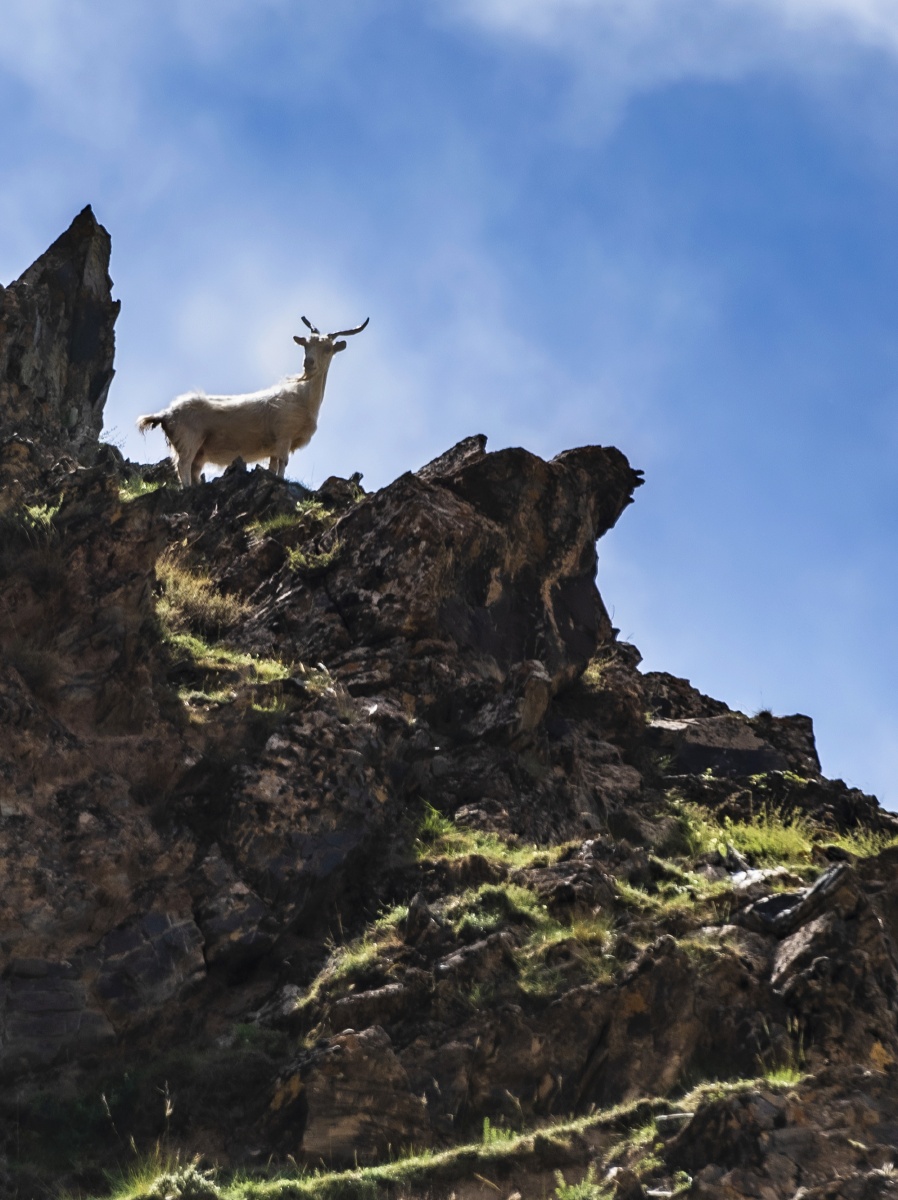 峭壁山羊