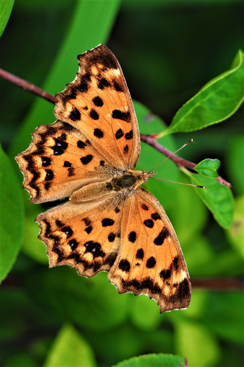 蛱蝶- 悟者军也 - 图虫