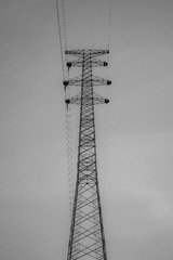 1000031557
