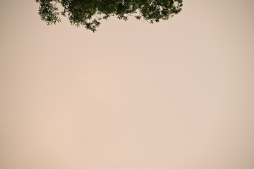 1000015331