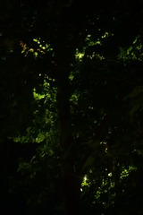 1000015272