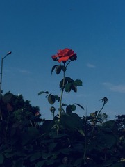 1000016398