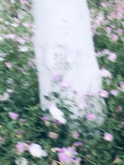 1000016267