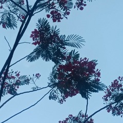 1000046746
