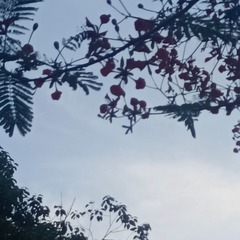 1000046168