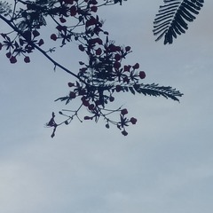1000046173