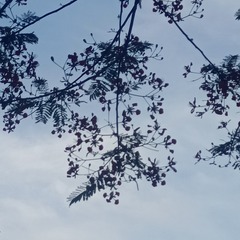 1000046166