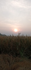1000027539