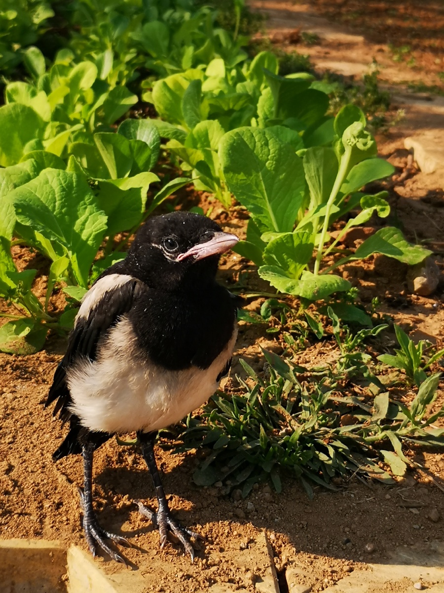 菜园里的小喜鹊