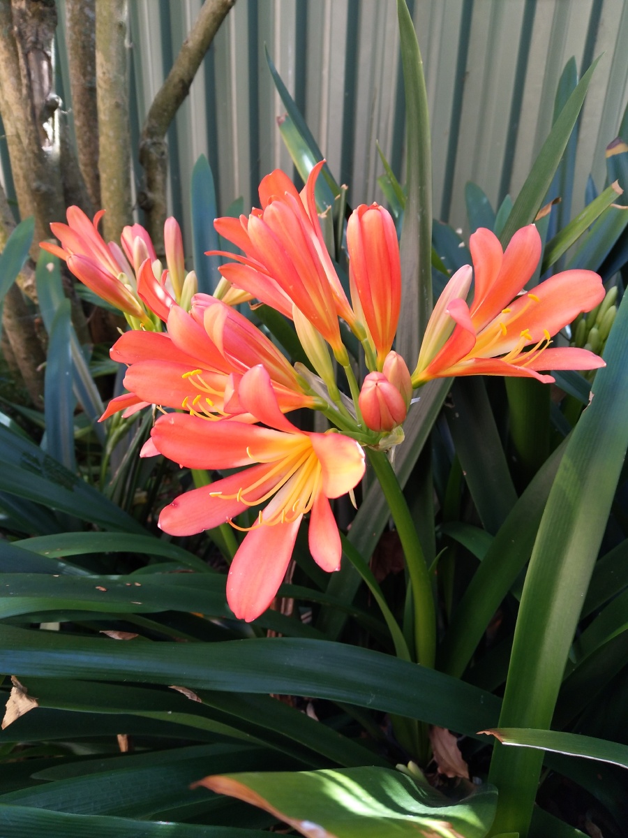 清风1953 关注 澳洲家里,每年的9月开始,院子里的围墙下开满君子兰