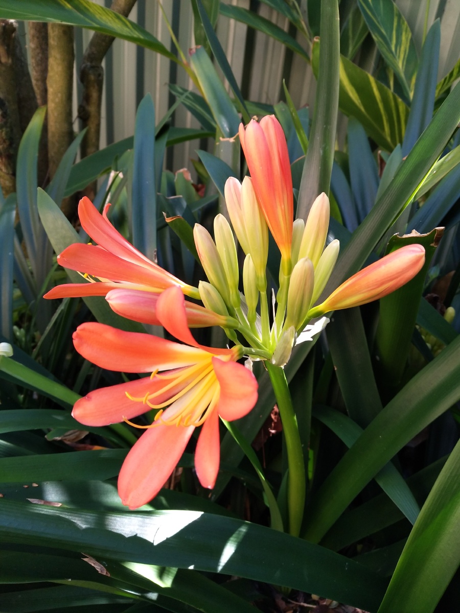 清风1953 关注 澳洲家里,每年的9月开始,院子里的围墙下开满君子兰