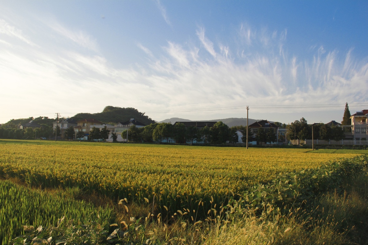 回故乡:秋高气爽,稻花飘香,浮世繁华,不再向往!