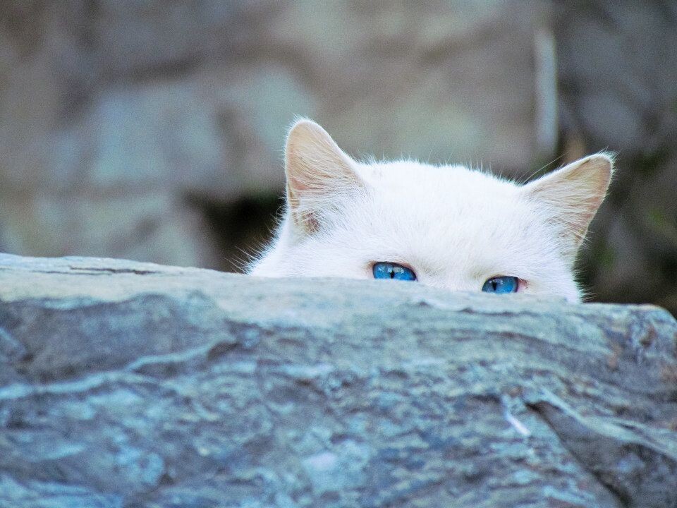 胆小的猫~<br />
你看见石头后面躲着一只猫了吗？