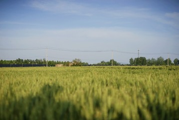 1000035602