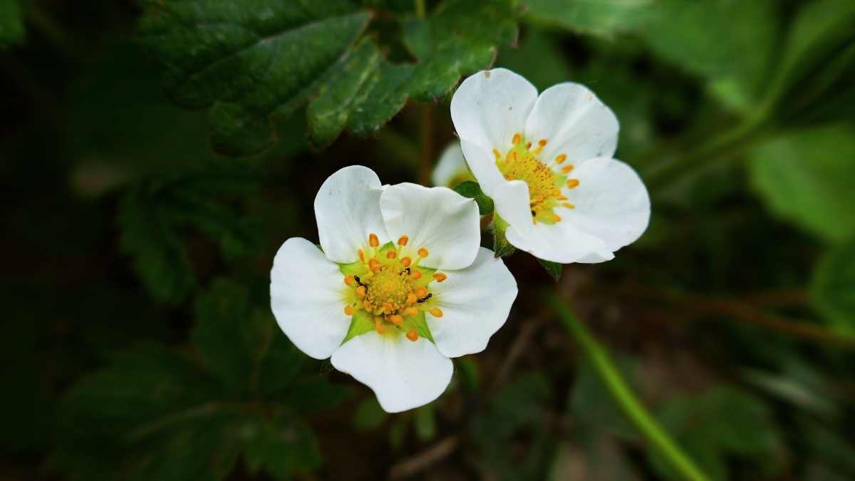 这里草莓刚开花