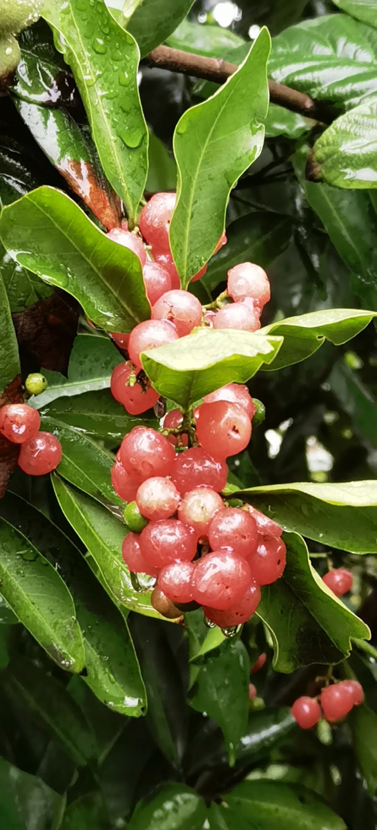 山小橘 - 哈哈笑一个 - 图虫