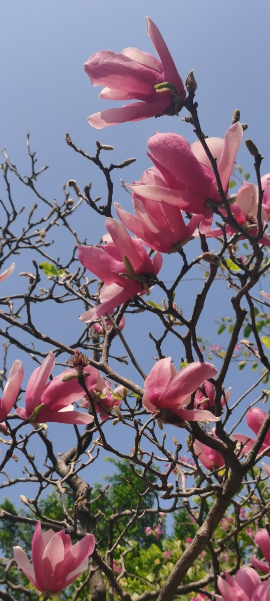 玉兰花 - 哈哈笑一个 - 图虫