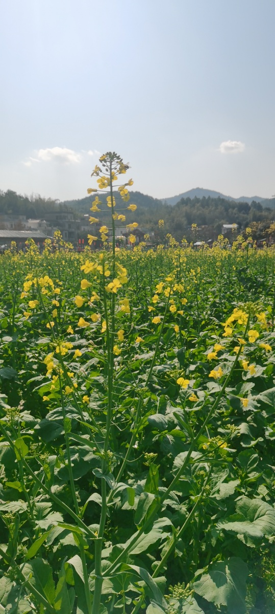 春天广东乡村红山村油菜花里的你比花芬芳