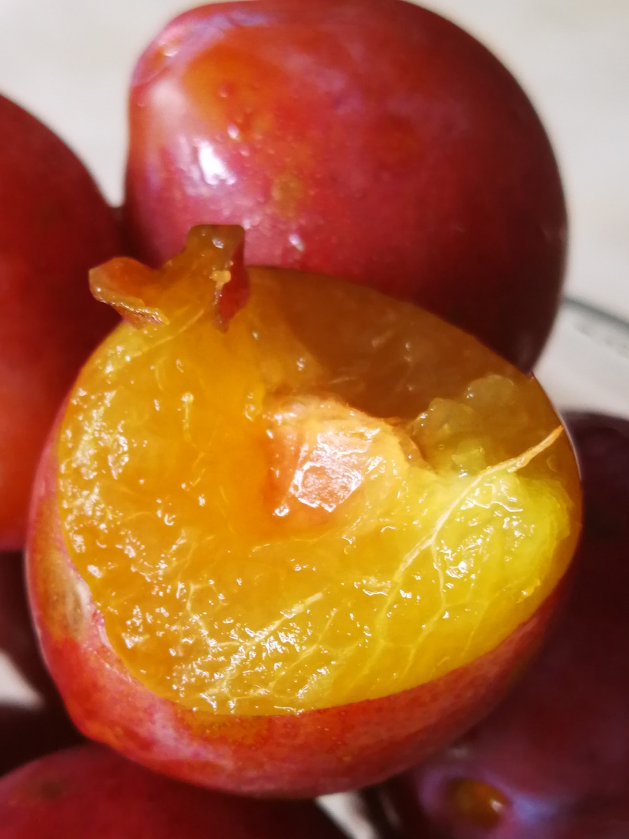 逆光之下,红西梅