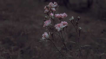 1000036329