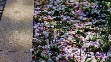 落花