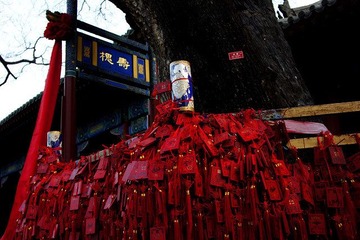 寿槐
