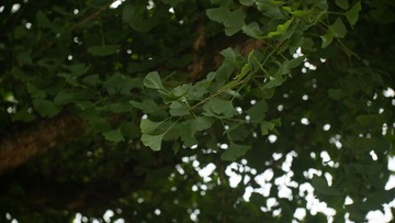 IMG_7292