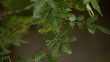 IMG_7296