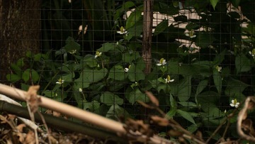 IMG_7294