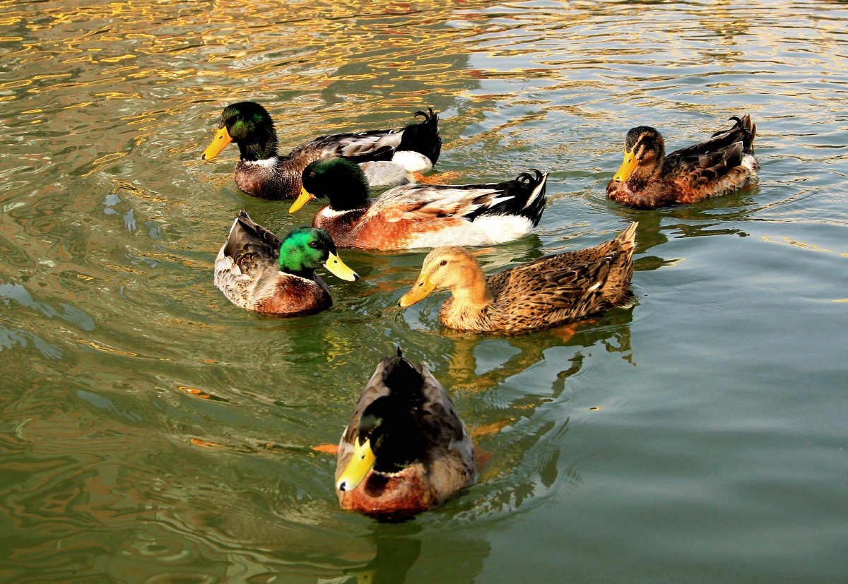 群鸭