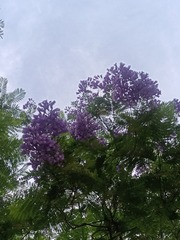 1000038306