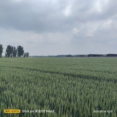 1000054038