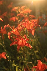 IMG_2240