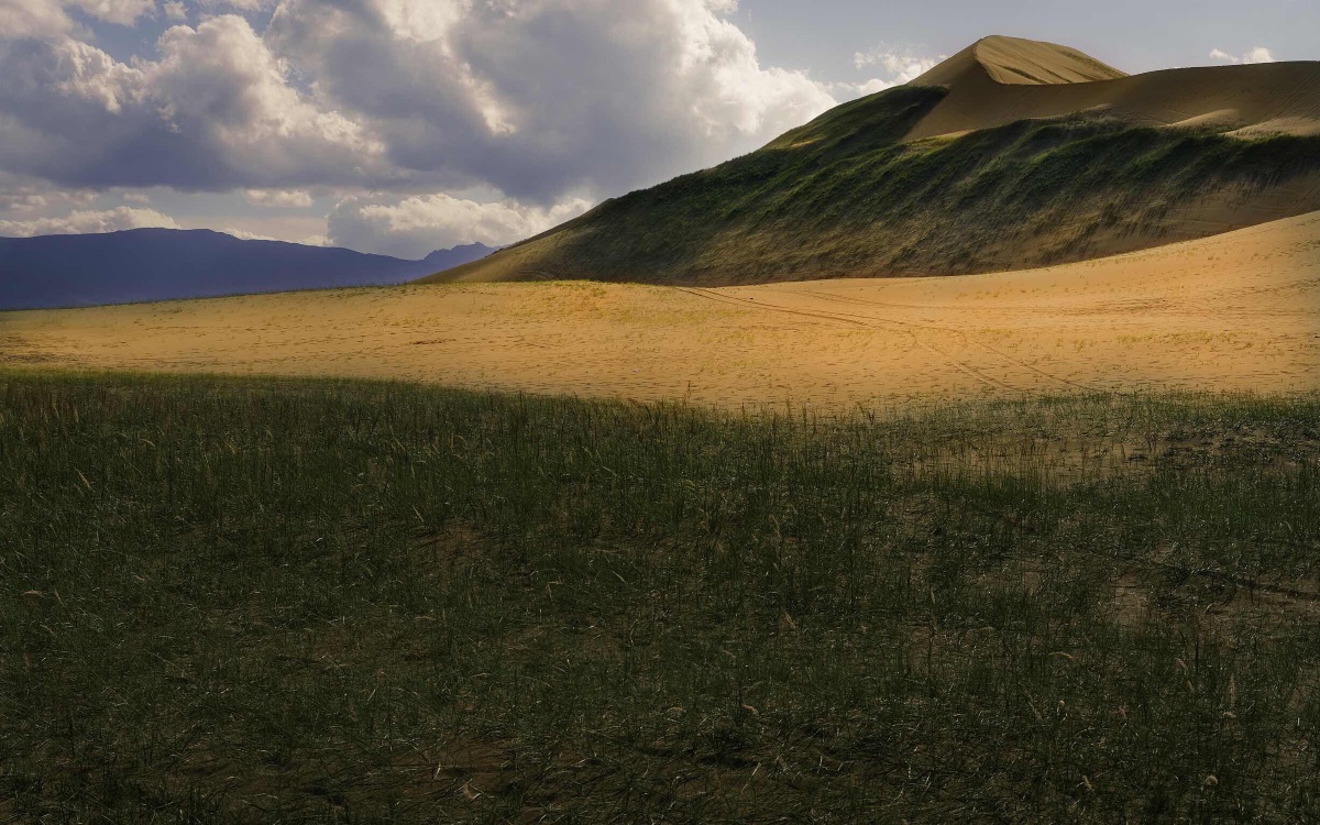拍不完的松树塘