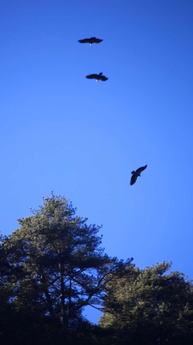 《雄鹰在蓝天上飞翔》