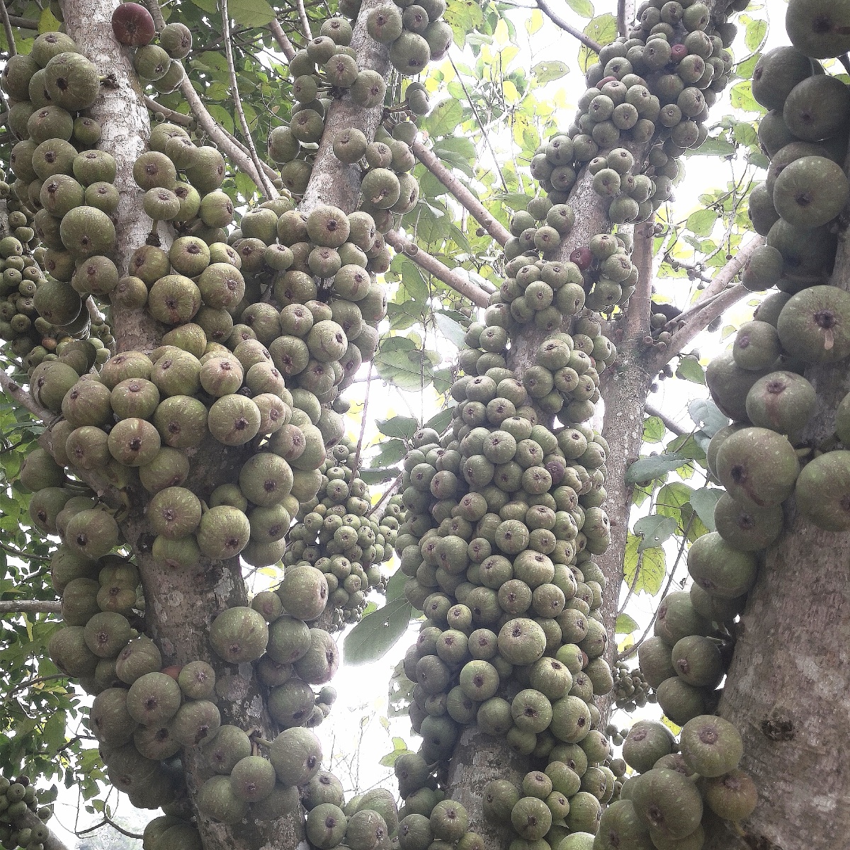 无花果2020年12月8日摄于广西巴马