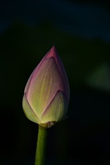 1000064584