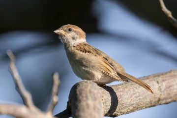 DSC_3779s
