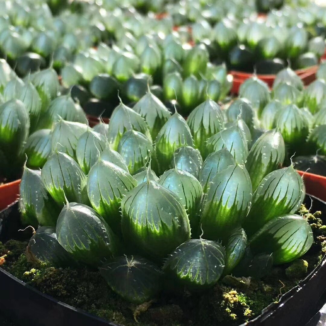 透亮的玉露